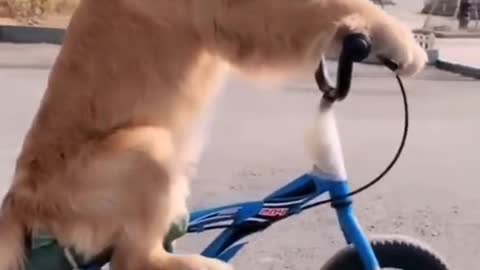 cycling dog.