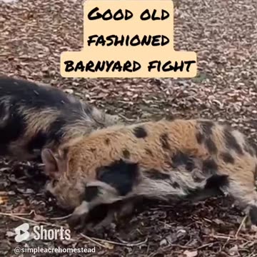 Barnyard Fight on the Homestead