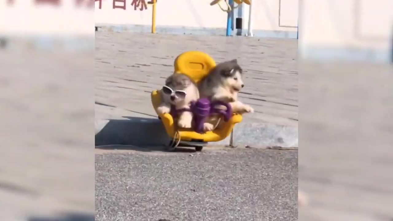 The funniest Dog and Cats Video