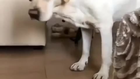 Funny video for kids and mens
