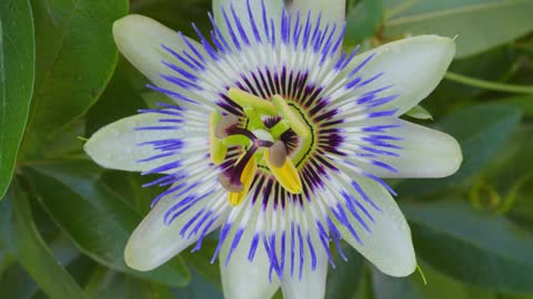 Time lapse Nature, flower