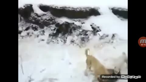 Dog vs Wolf real fighting two dogs killed...