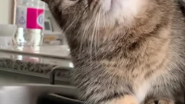 Funny cat catches the water drops