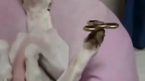 Funny video Funny The Balancing Doggo. 😁😂