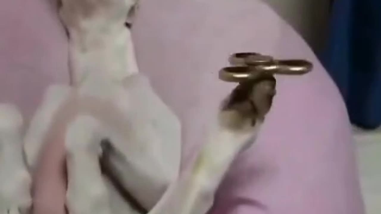 Funny video Funny The Balancing Doggo. 😁😂