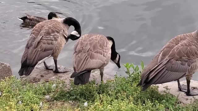 Canadiangeeses in water