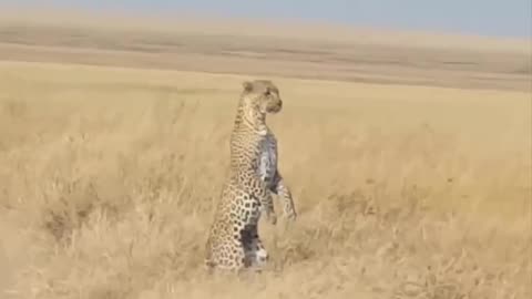 Leopard learned to stand up to scan the horizon