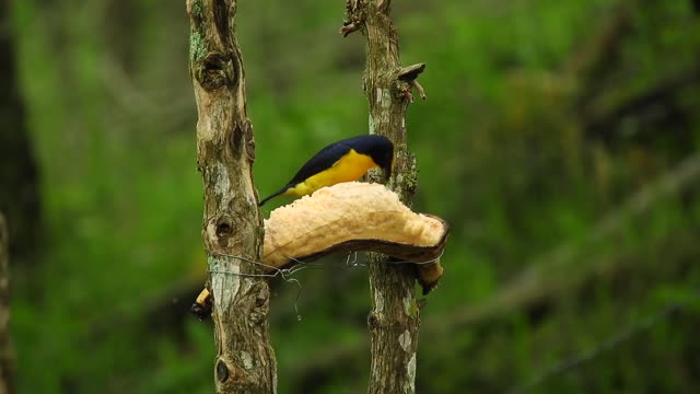 nature-bird-bird-small-puddle