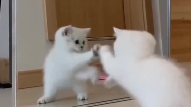 cute cat is playing with the mirror, cute cat playing