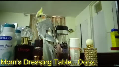 The parrot that thinks it's human