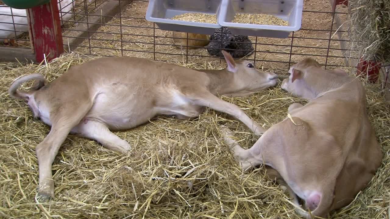 Two Baby Cows laying in Hay