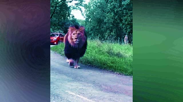 Lion crosses the street strangely