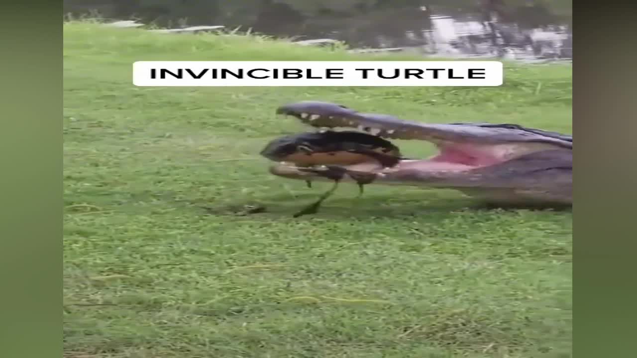 Who will win the battle of the tortoise & the crocodile ?