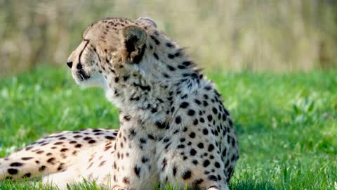 The cheetah is a hunter and fast