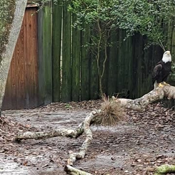 Crested Caracara and American Bald Eagle both symbols 3/5/24