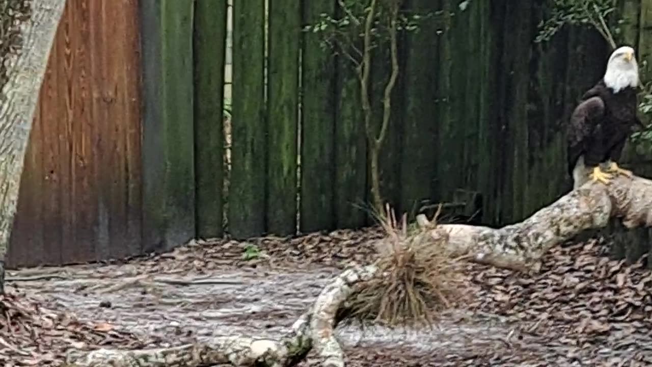 Crested Caracara and American Bald Eagle both symbols 3/5/24