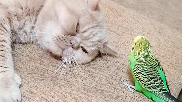 Pesky Parrot Won't Let Cat Best Friend Take A Nap