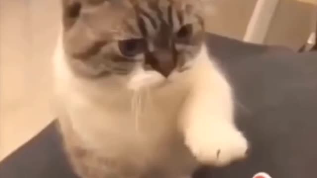 Never miss fully 😄 funny clips of cats🐈‍⬛🐈