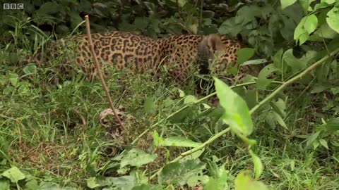 Jaguar: Close enough to smell its breath! | Deadly 60 | Series 3 | BBC