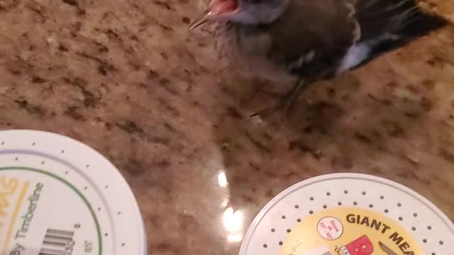 Feeding Donnie Our Rescued Mockingbird