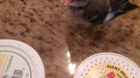 Feeding Donnie Our Rescued Mockingbird