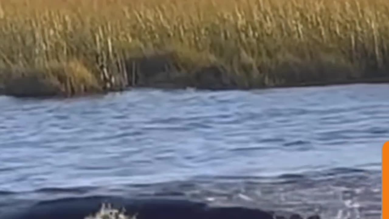 OMG ! Hippo Attacks Two King Lions 🦁