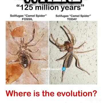 화석으로 보는, '진화론은 구라'.avi