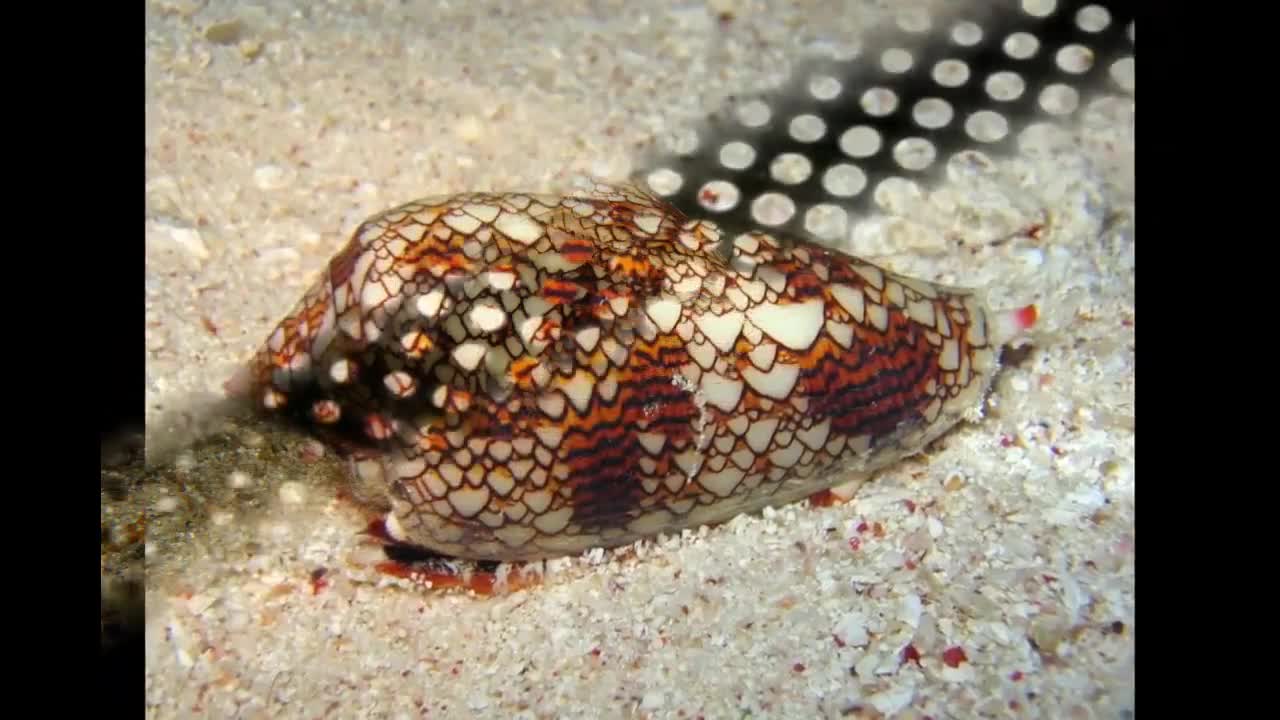 World's Deadliest Animals - Most Dangerous Venomous Animals.mp4