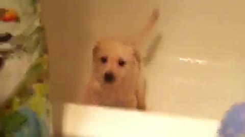 Angry Puppy Bath