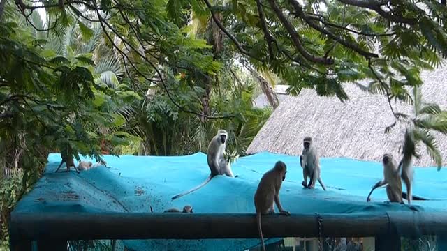 Monkeys jungle gym