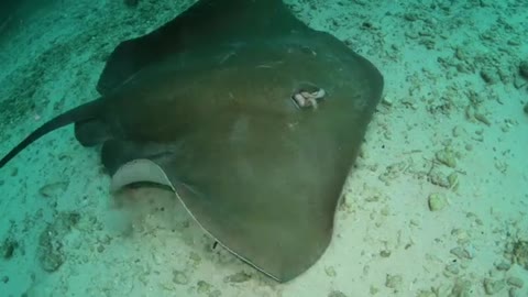 Stingray On The Bottom Of The Sea