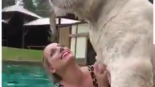 Happy Tiger Day 🐅❤️