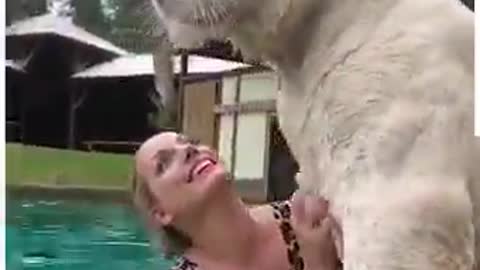 Happy Tiger Day 🐅❤️