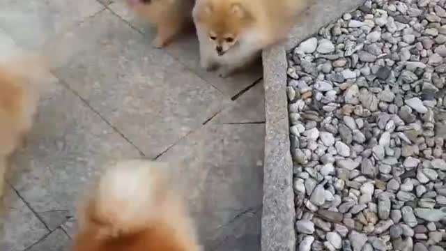 Cute animals funny videos trending on 😜😂😁😉😍