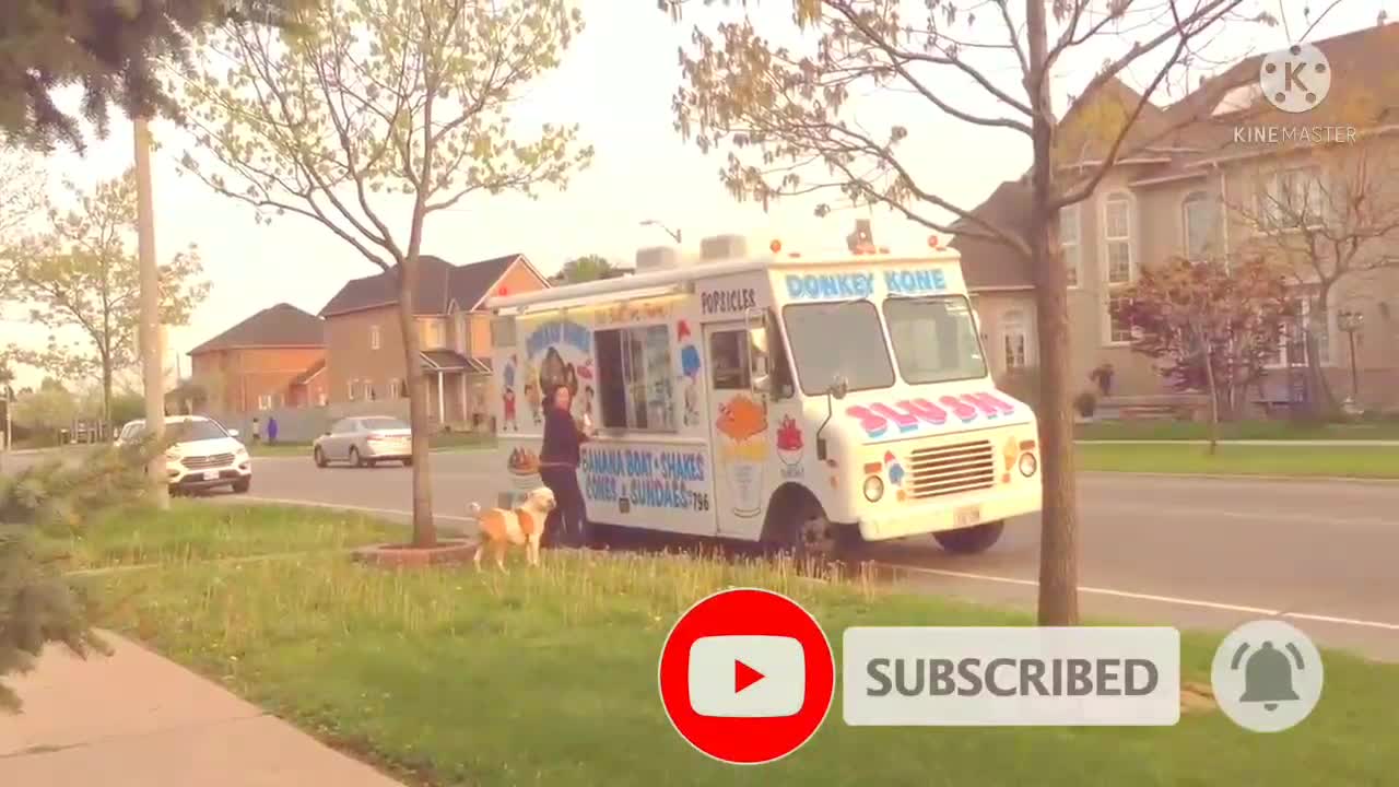 Pit bull patiently waits in line for ice cream