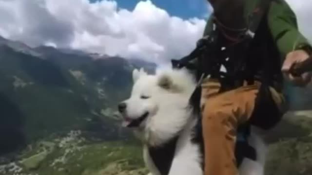 Dog sky diving with man