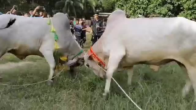 Crazy cow