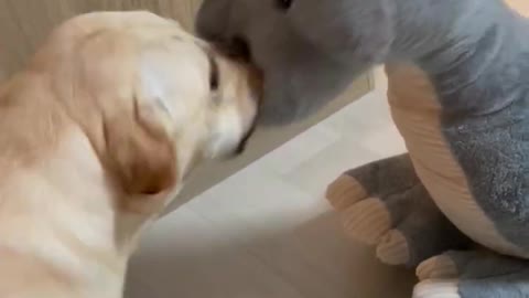 Labrador Puppy Surprised By Big Toy