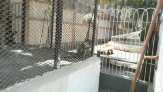 Hungry Chlorocebus aethiops Got Feed Carrots By Visitors