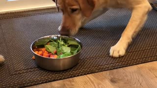 Dog Doesn't Like Leafy Greens