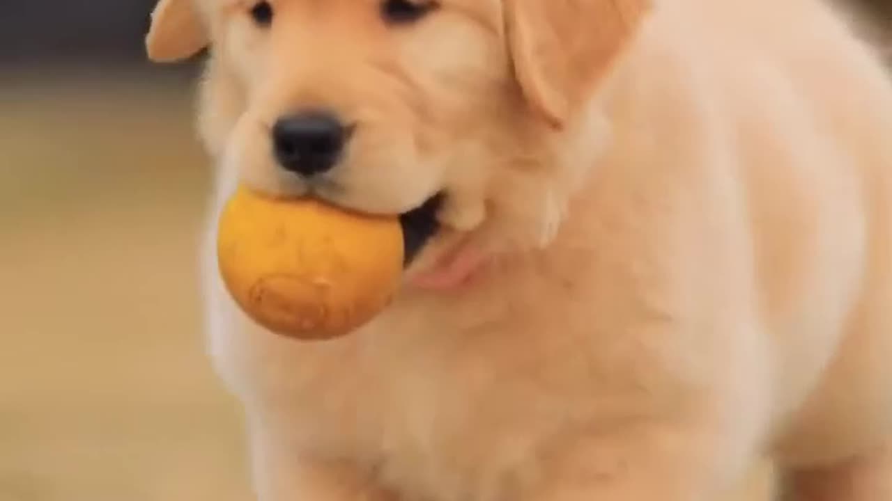 Cute little dog playing around