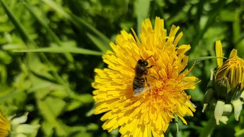 Field of dandelions