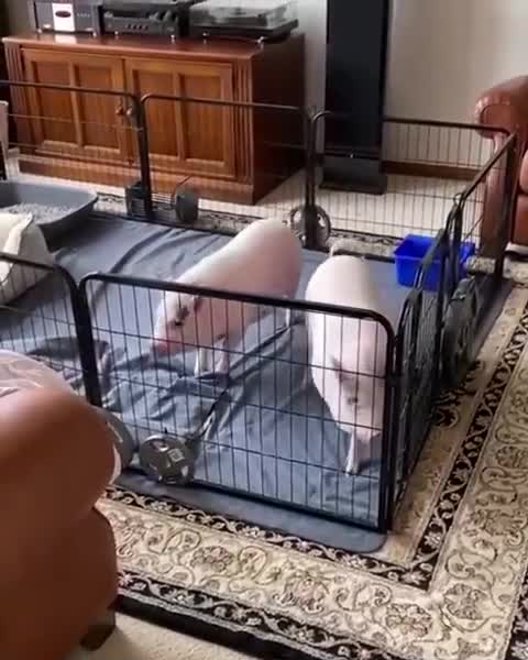 Enough of this, I want to play outside!Хватит этого, я хочу поиграть на улице!