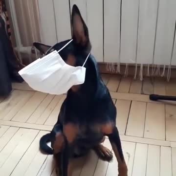 Dog wears mask against COVID 😱😷🐶🐕