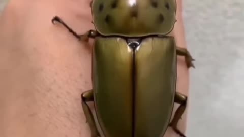 Genus Allotopus~Golden & Metallic Looking STAG Beetles