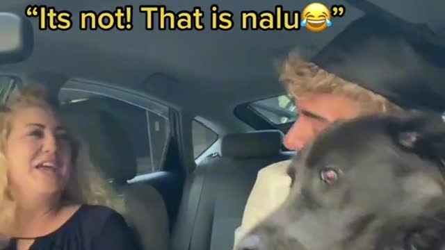Dog 🐕