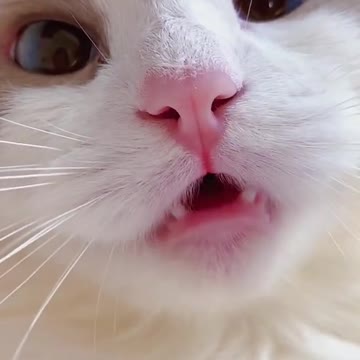 CUTE CAT VOICE 🥺😍