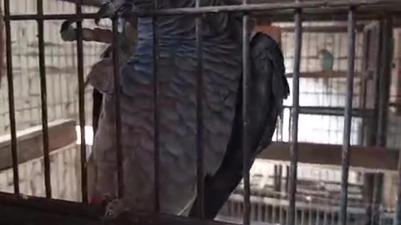 Grey parrot beauty