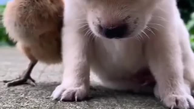 Dog sleeps on bird