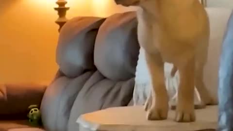 The funniest pet videos